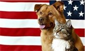 Dog and cat in front of American Flag