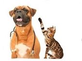 Dog with stethoscope and cat