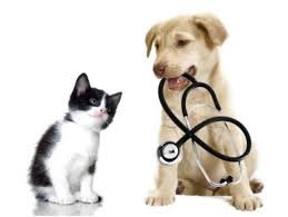 Dog and cat with stethescope