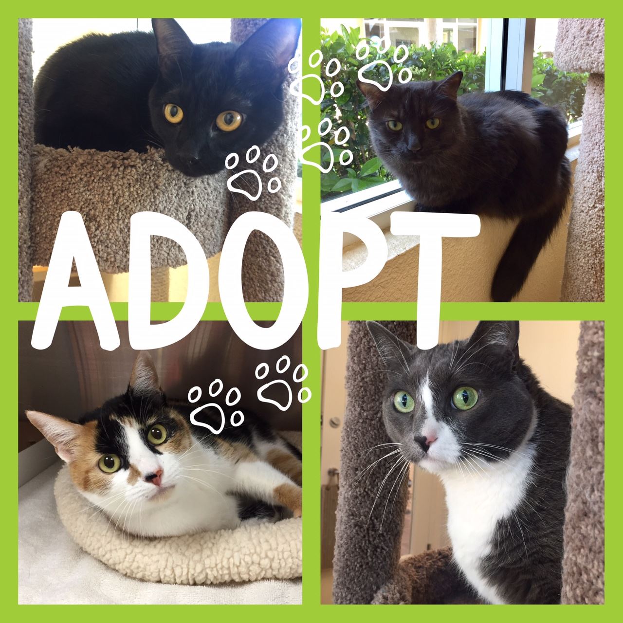 Cat collage Aug 2017