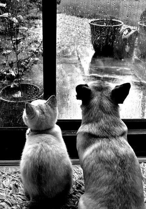 Cat and dog looking out window at rain