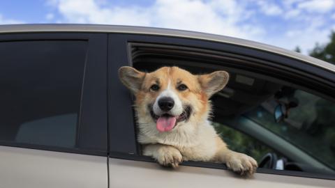 Dog in car window